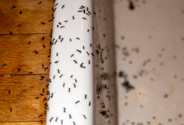 Best Pest Control for Businesses  in La Vergne, TN